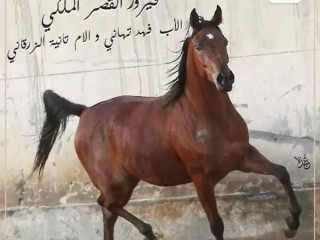 aktny-agod-alkhyol-alaarby-alasyl-mn-mzraa-alksr-almlky